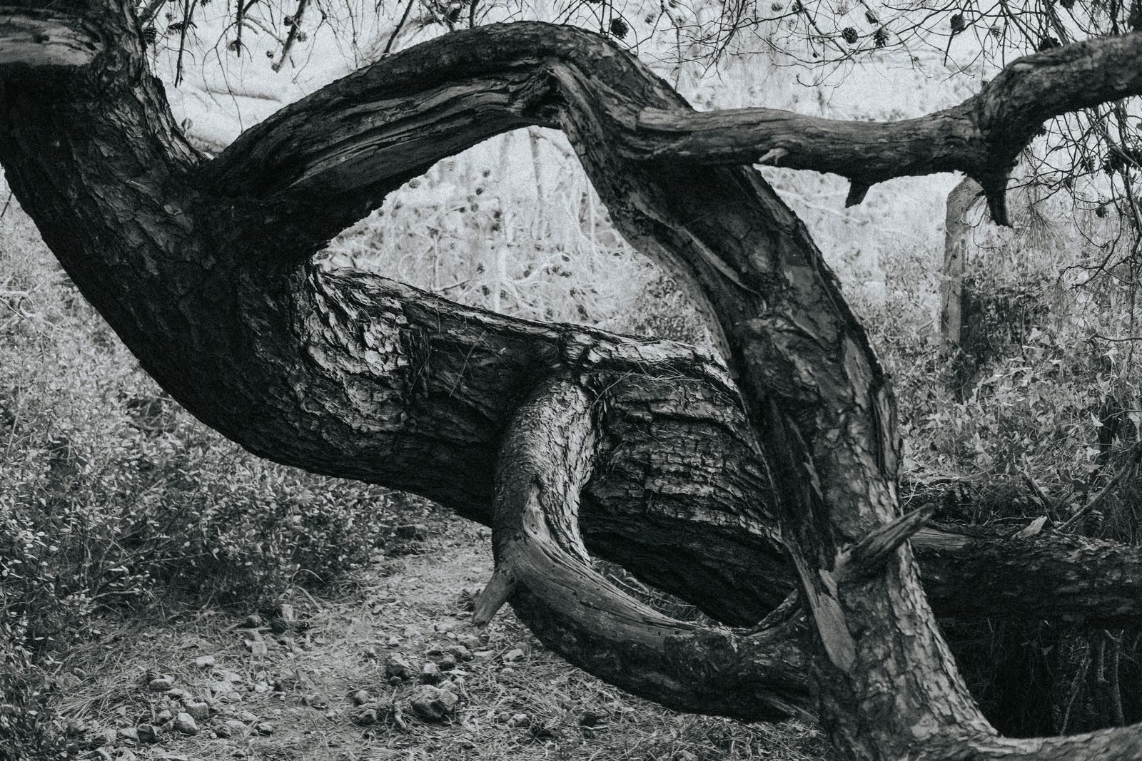 ancient twisted pine trunk