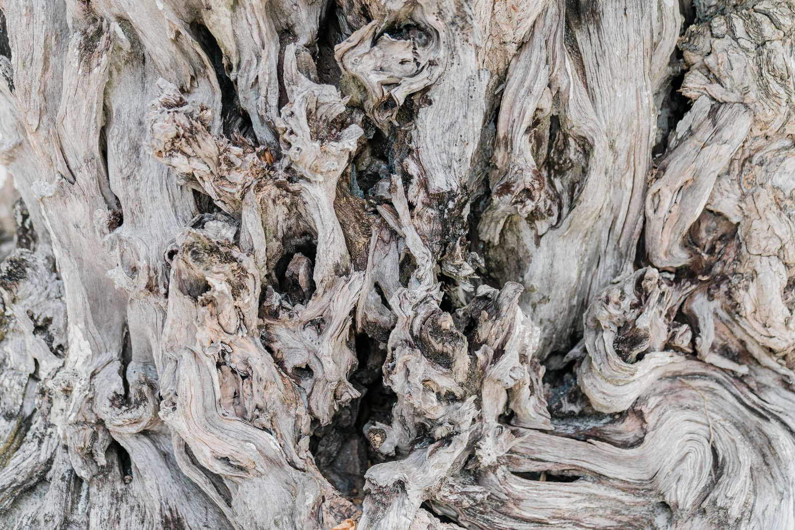 bristlecone pine White Mountains