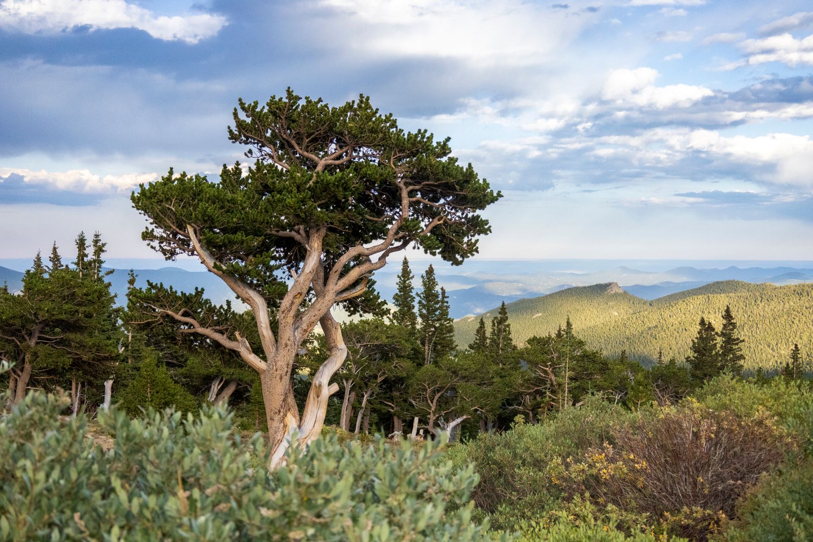Bristlecone pines growing in the White Mountains of California include individuals that germinated more than 4,800 years ago, meaning they were already ancient