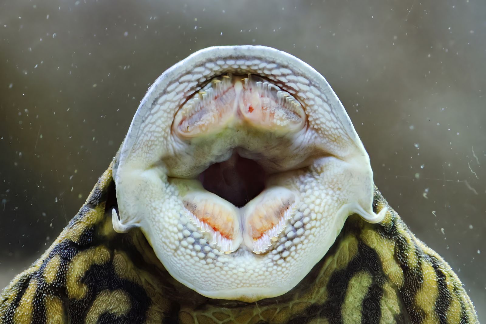 Cymothoa exigua is a parasitic isopod that enters a fish through the gills, severs the blood vessels of its tongue until the organ withers, then attaches itself