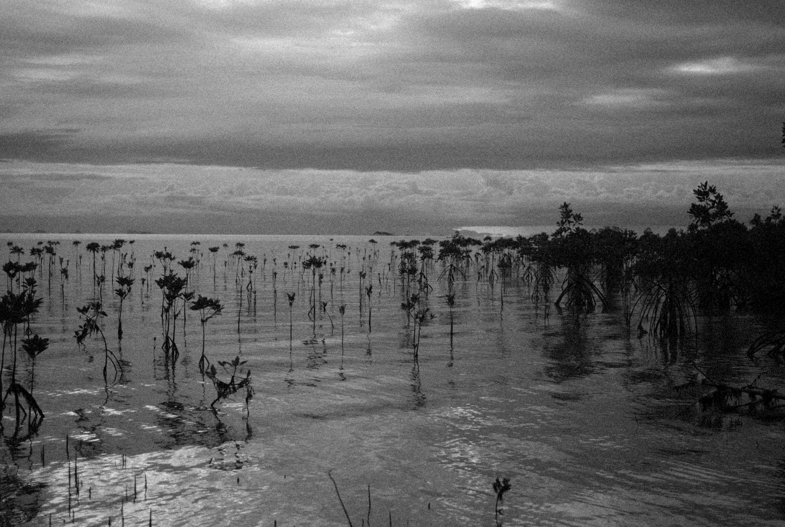 How does a coastal tree that grows with its roots in salt water store three to five times more carbon per hectare than mature tropical rainforest, and why do mo