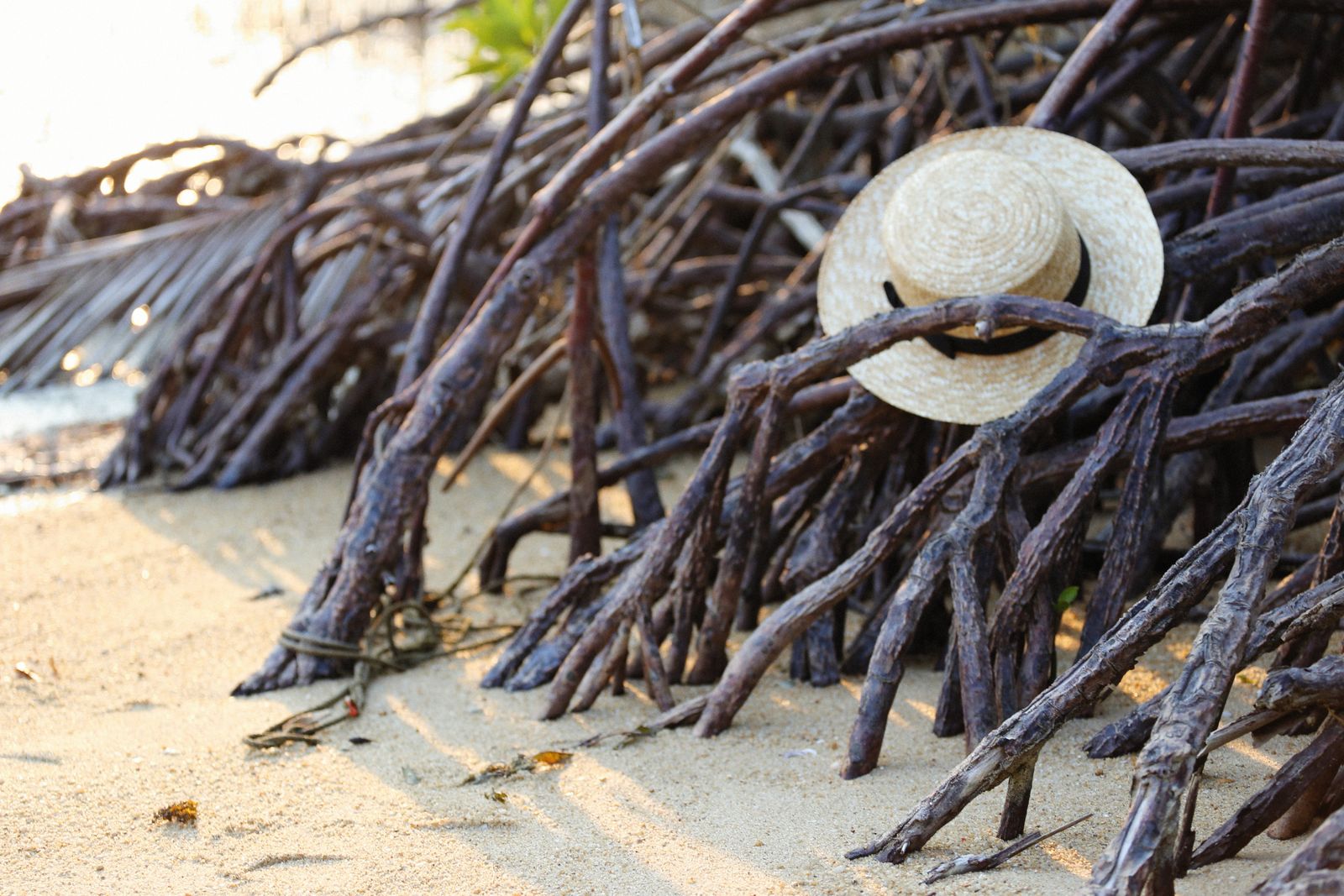 mangrove roots tidal mud