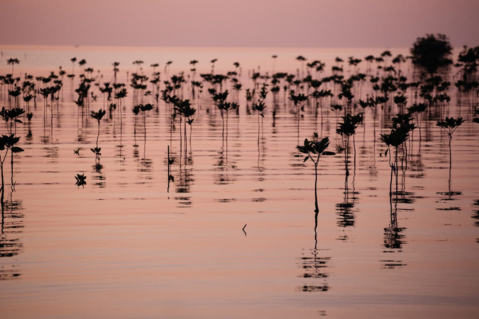 mangrove seedlings mudflat planting