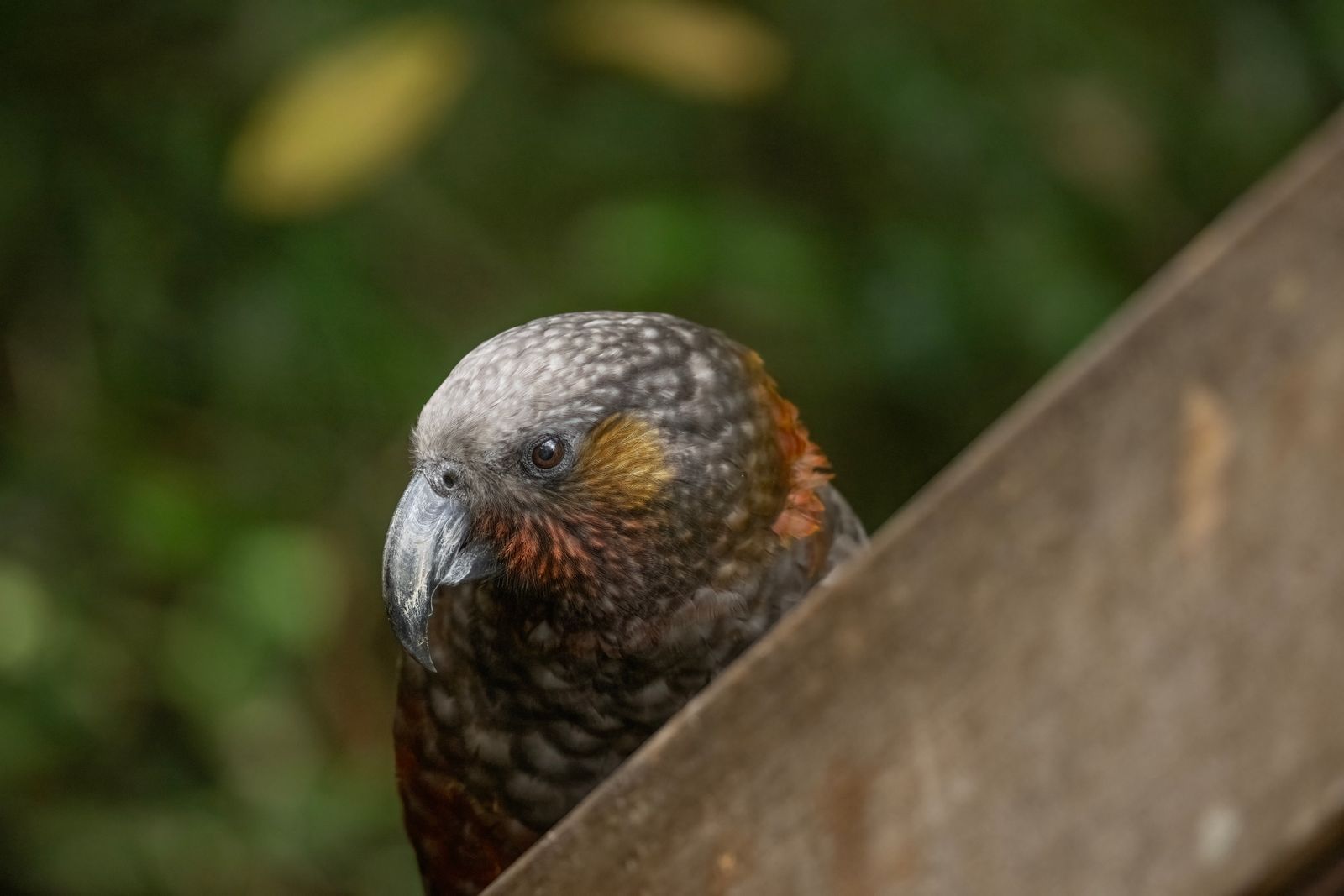 New Zealand kaka parrot