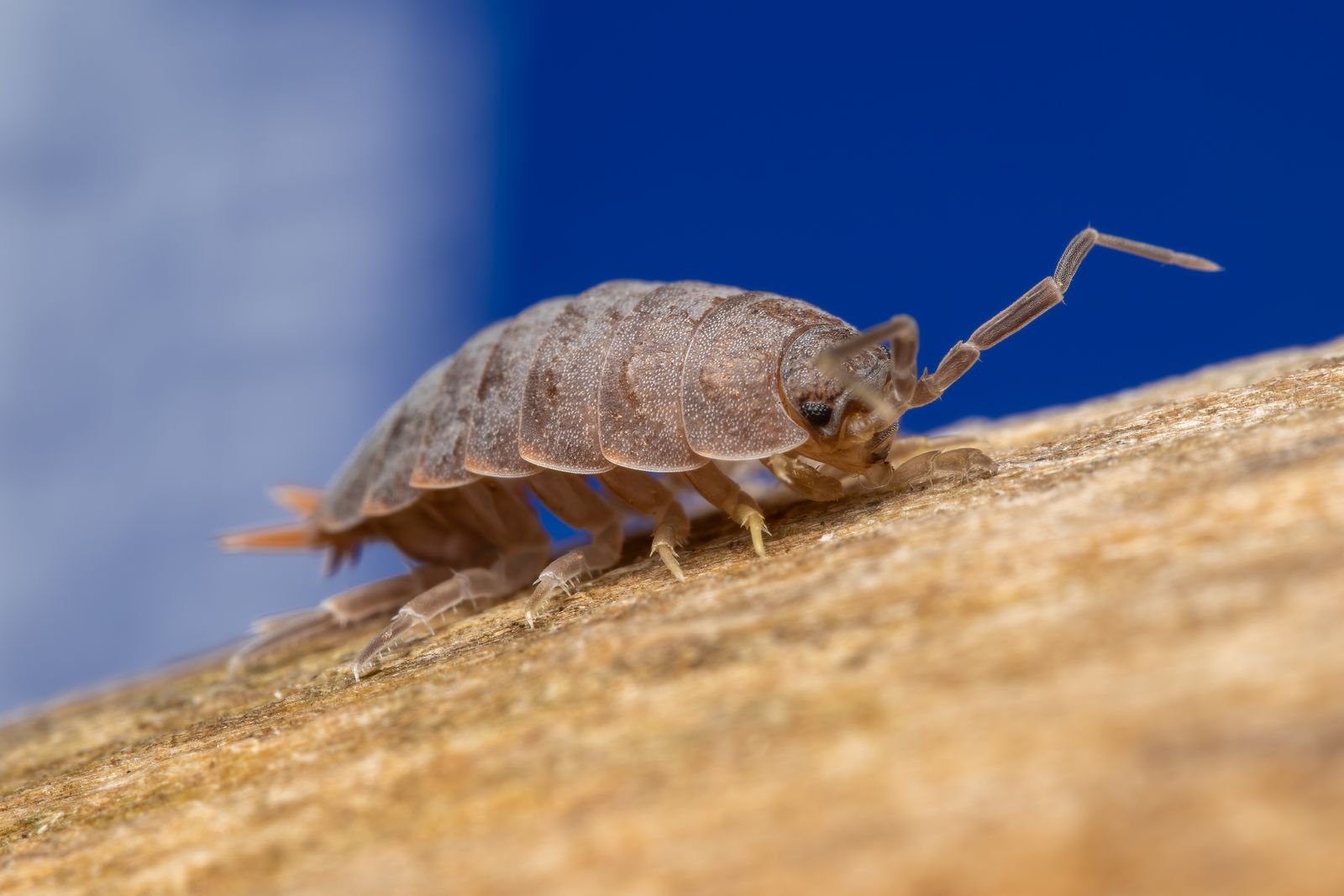 parasitic isopod anatomy