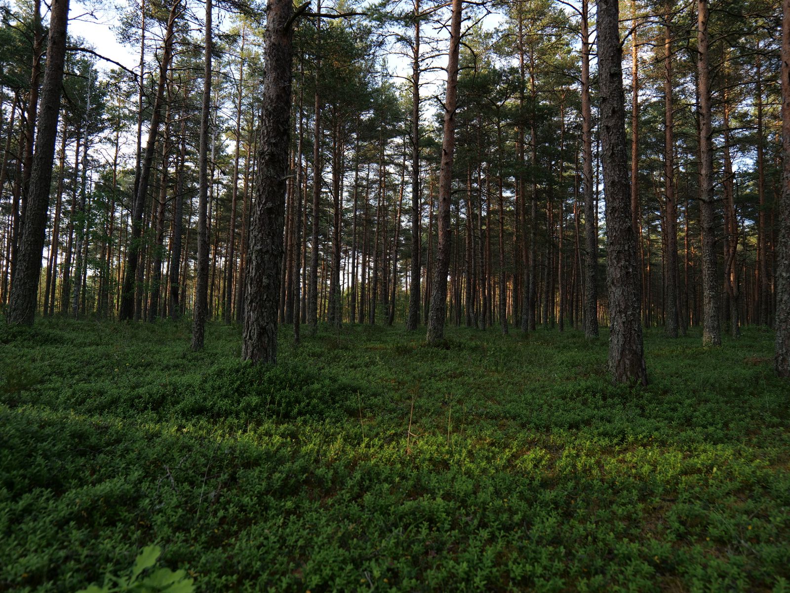 Pine seedling plantation in South Korea