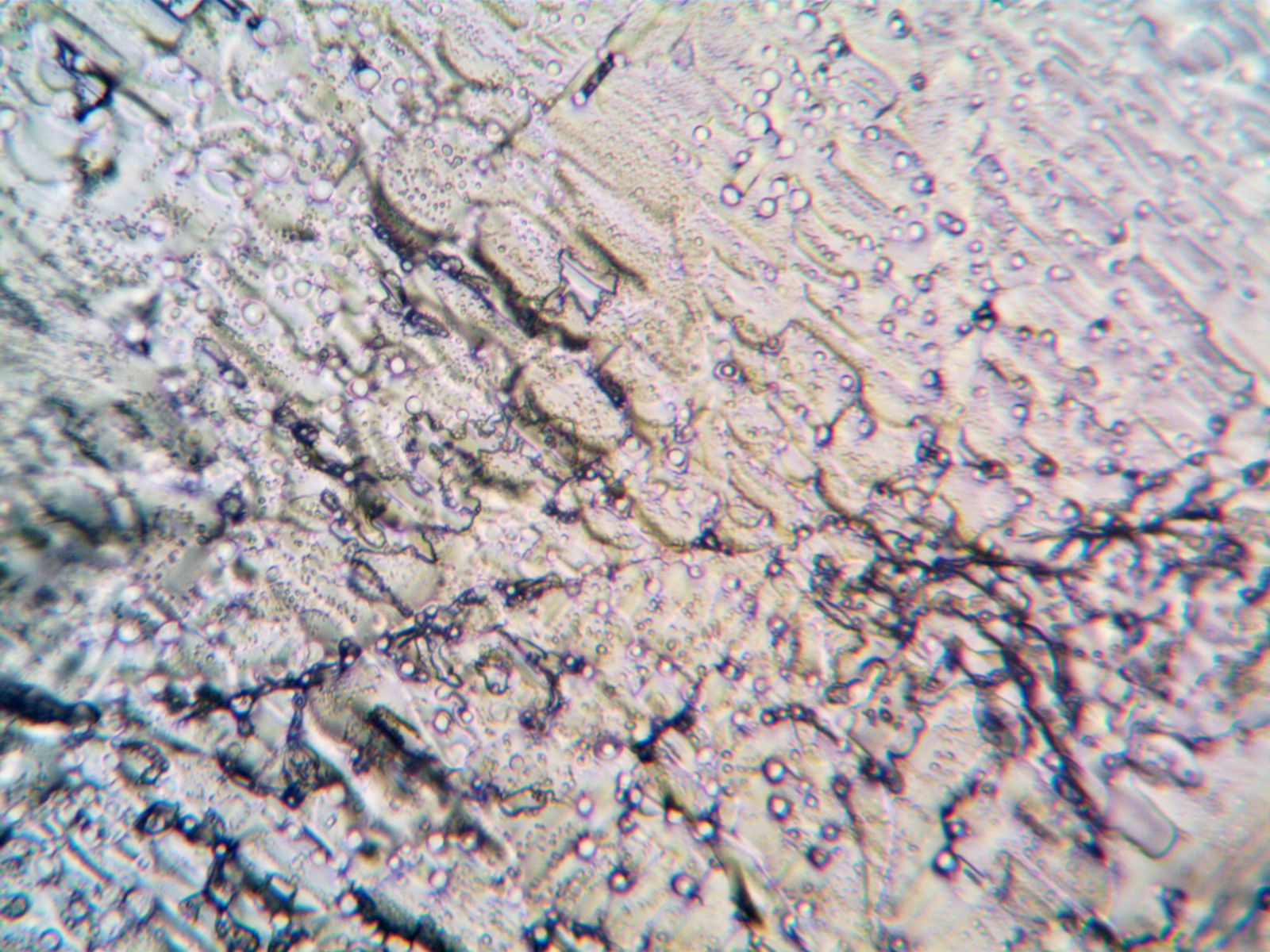 Tardigrades can survive being boiled to 150 degrees Celsius, frozen to near absolute zero, and blasted with radiation that would kill a human 1,000 times over,