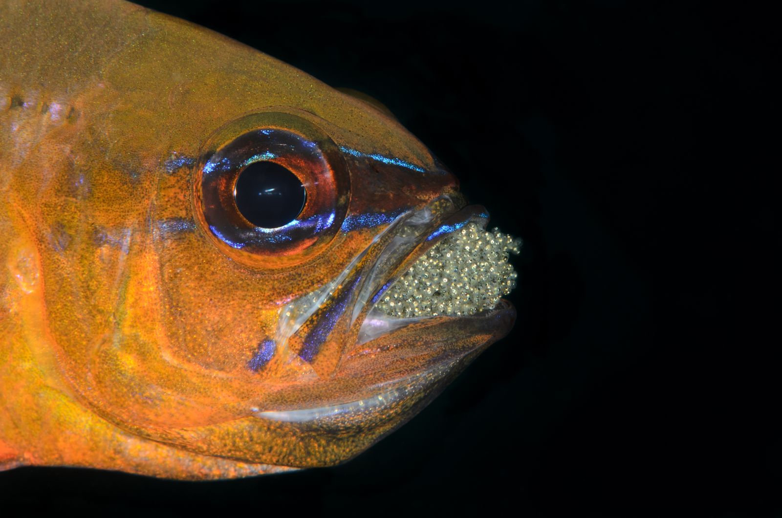tongue-eating louse fish