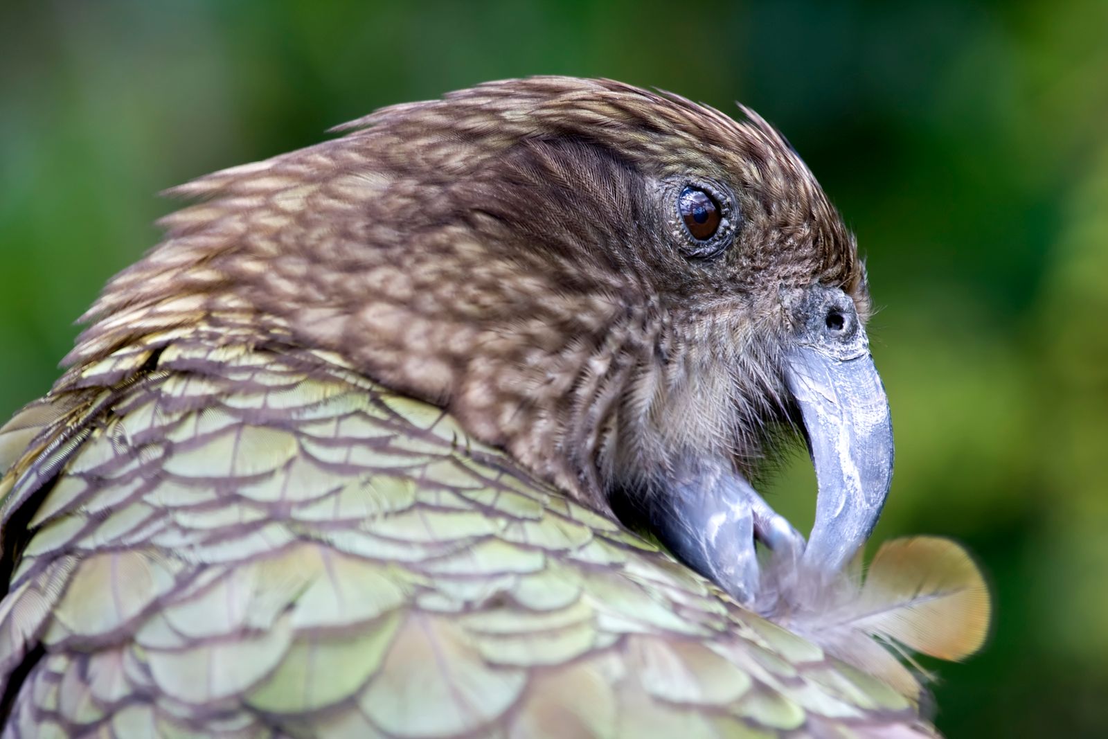 What happened when a Pacific archipelago began systematically removing rats, stoats and possums from offshore islands, and native birds that had not nested on t