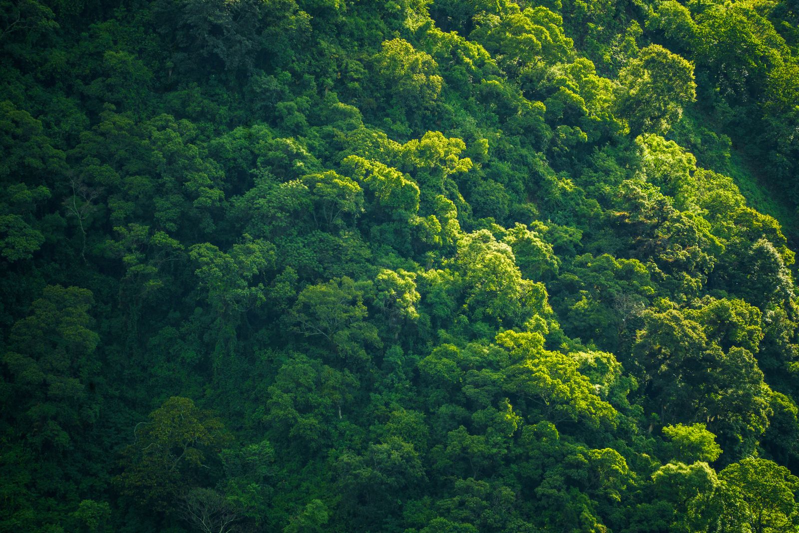 Amazon rainforest canopy