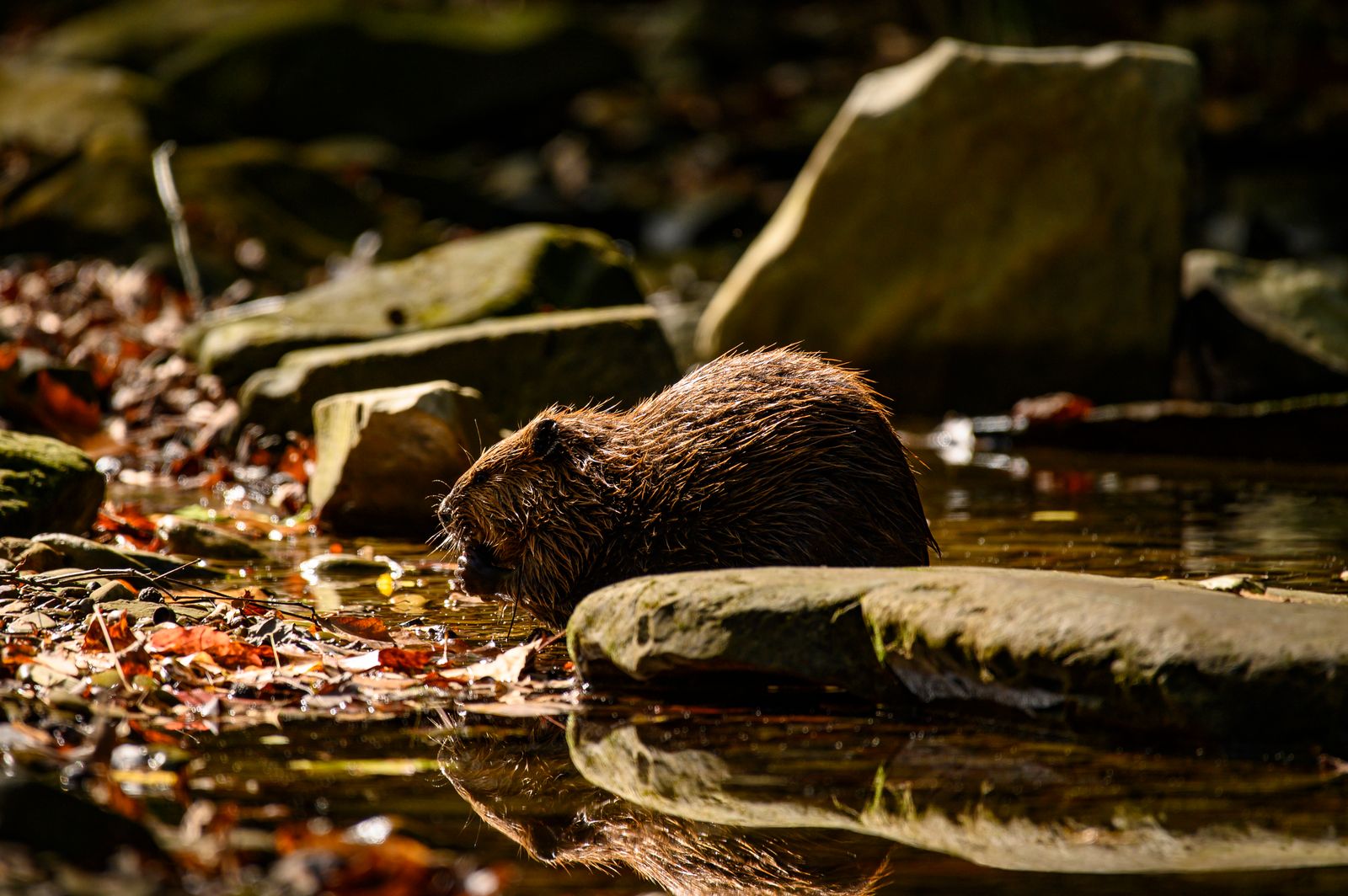 beaver dam pond