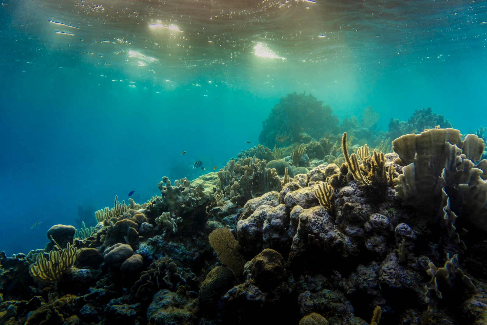 bleached coral reef