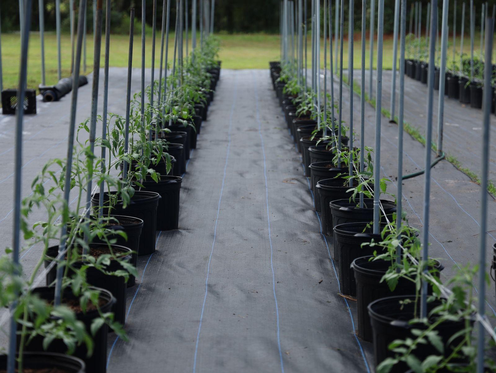 drip irrigation tomato field