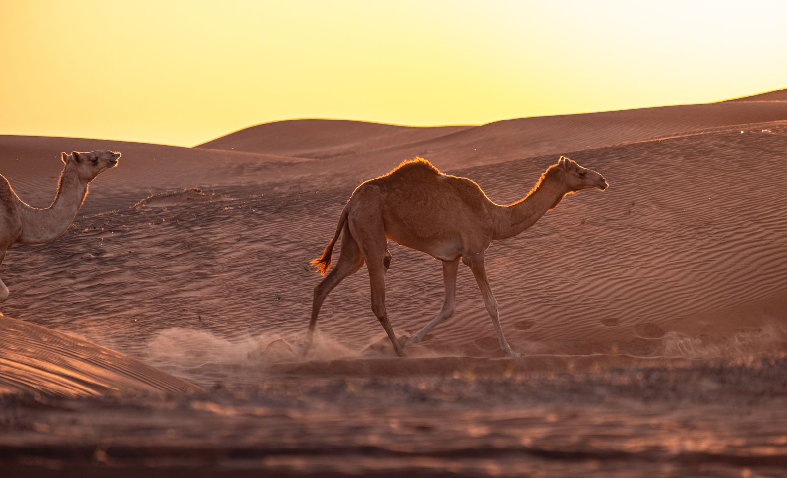 Every summer, roughly 27.7 million tonnes of dust lifted from the Sahara crosses the Atlantic and settles on the Amazon, and the phosphorus in that red haze is what stops the rainforest soil from starving