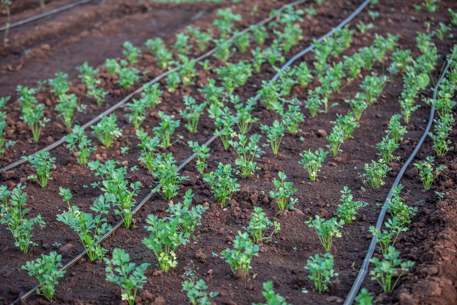 How did an arid Middle Eastern country cut freshwater use per crop by more than half while agricultural output kept rising, using a single irrigation technique