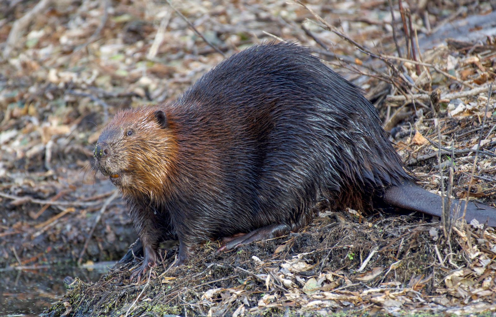 How does a semi-aquatic rodent weighing under 30 kilograms raise a valley's water table, cool downstream temperatures during drought, and store more soil carbon per hectare than the forest it partially drowns?