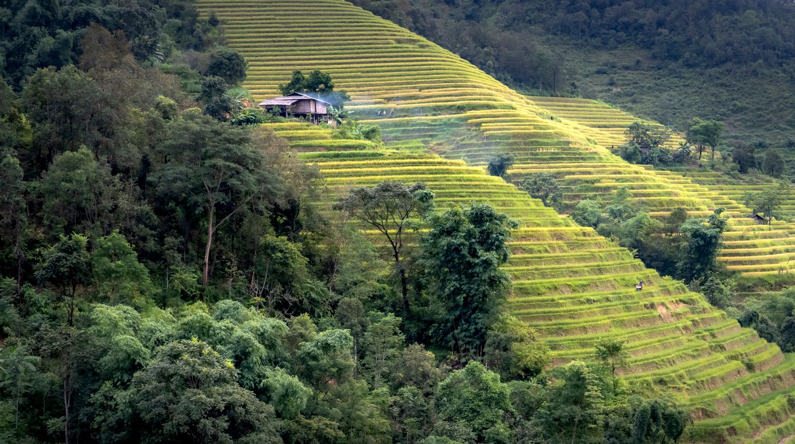 Loess Plateau terraces