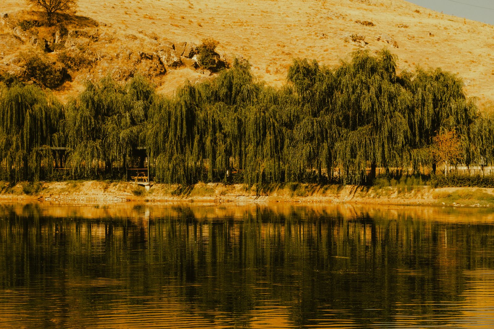 wet meadow willows
