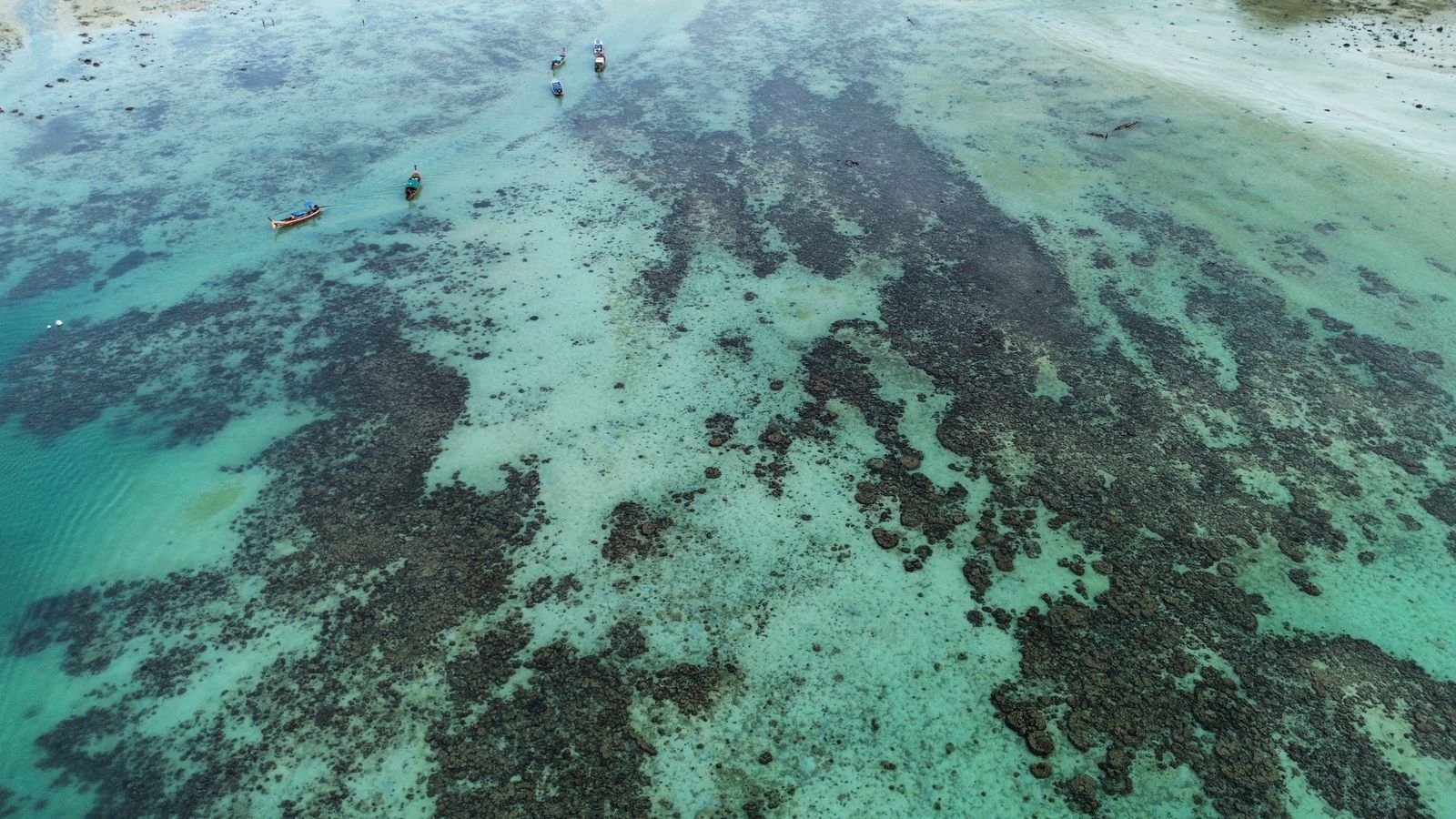 Why did a Southern Hemisphere reef system suffer four mass bleaching events in seven years while isolated patches within the same 2,300-kilometre structure kept their coral cover almost untouched?