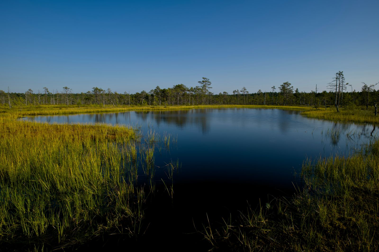 Why does draining a single hectare of tropical peatland release more carbon over a decade than clearing the rainforest that grows on top of it, and why did bloc