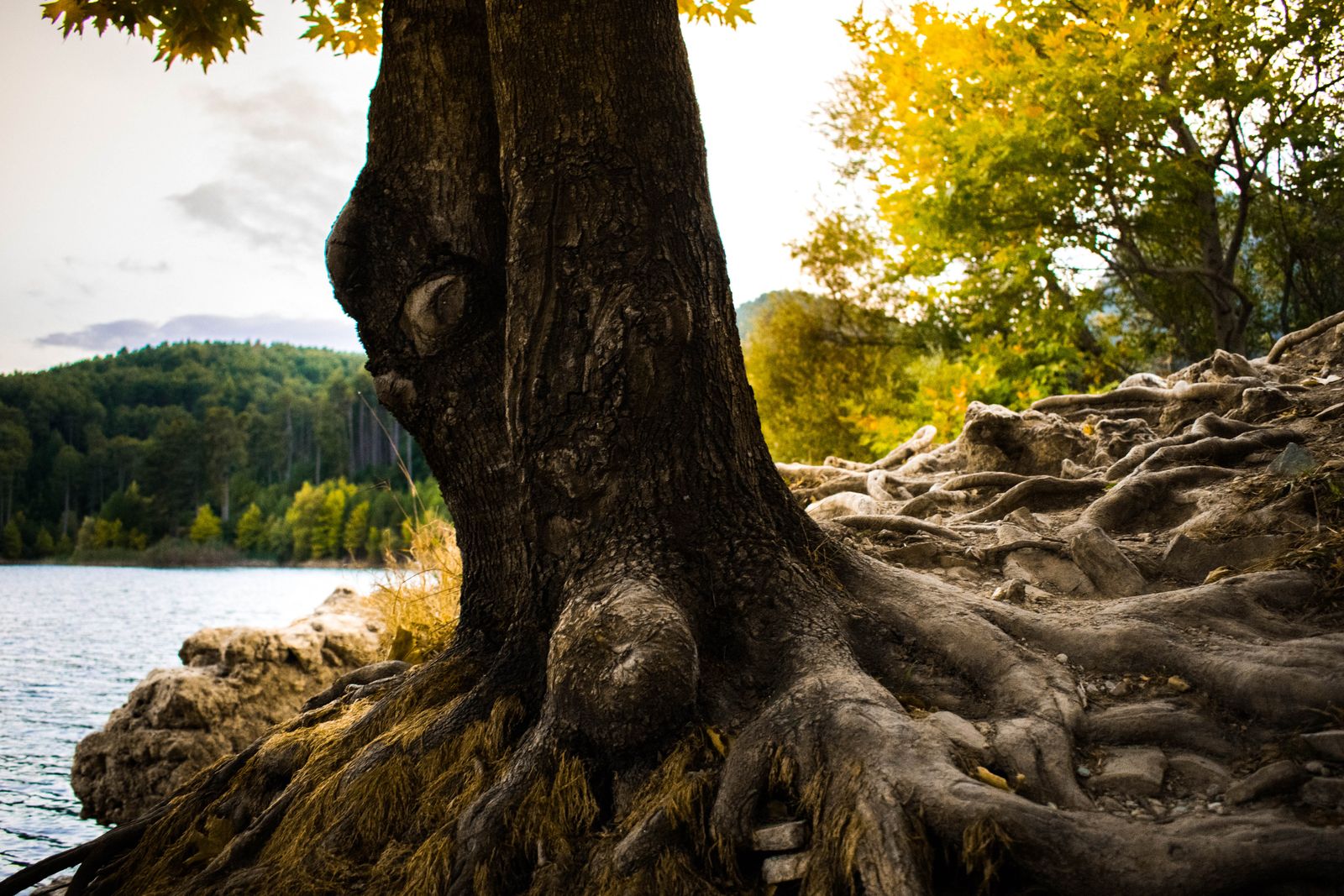 ancient bristlecone pine